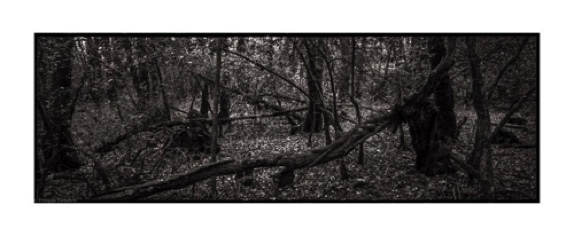 FALLEN TREES 03